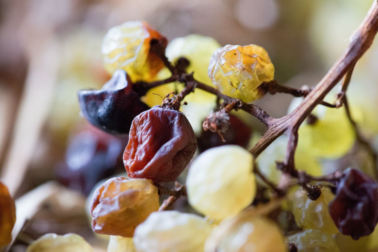 Vignoble Technique Vin de paille VDP-0050